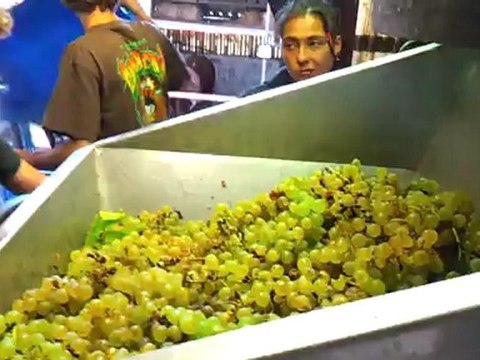 vendanges 2012 remplissage du pressoir