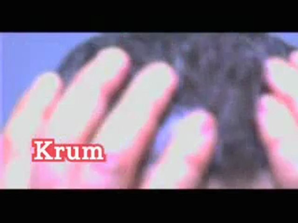 Krum