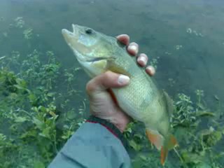 Remise à l'eau Perche de 35 cms