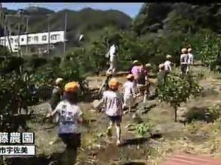 ミカン狩り始まる 伊東