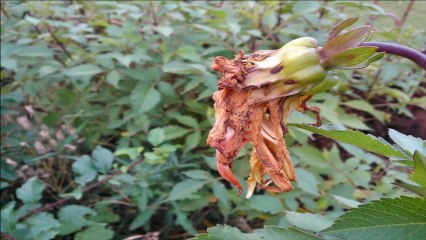 Złota polska jesień