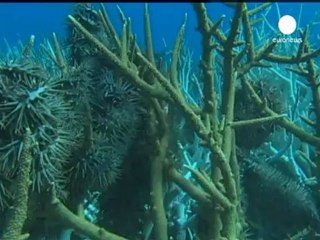 La Grande barrière de corail toujours plus menacée de...