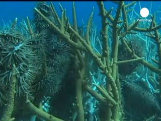 Ambiente: la Grande barriera corallina si è dimezzata