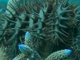 Starfish killing Great Barrier Reef