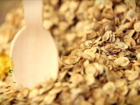 Kokopelli, semences paysannes, semences d’autonomie. Quinoa capsule alternative #2