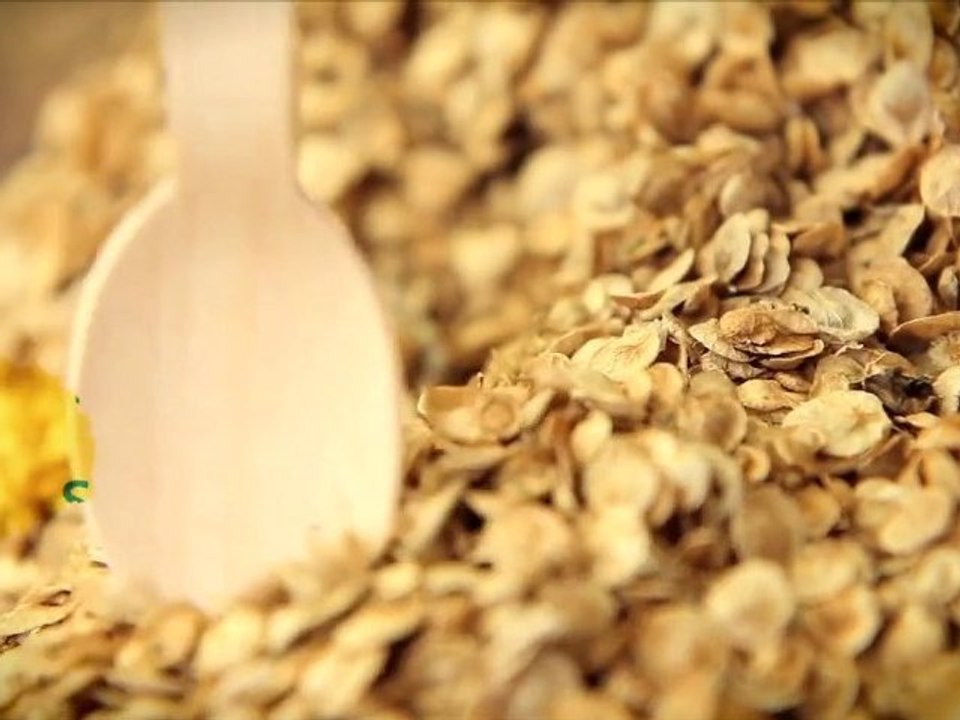 Kokopelli, semences paysannes, semences d’autonomie. Quinoa capsule alternative #2