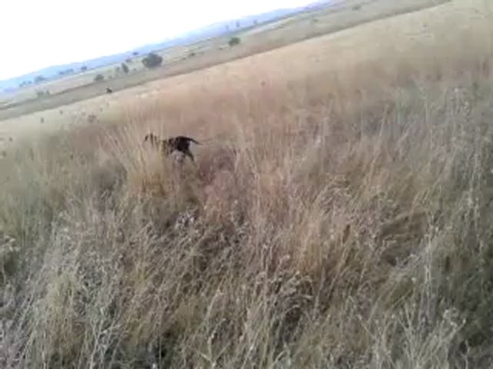 Video-0001