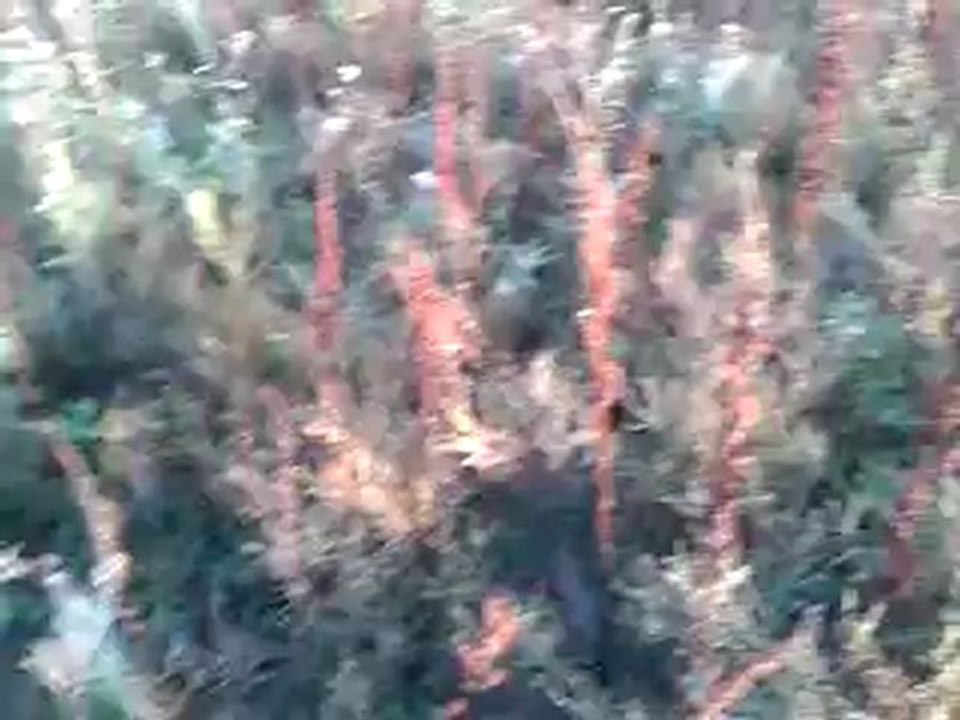 Video-0004
