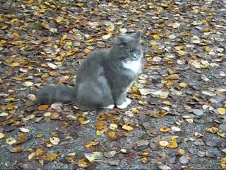 Revis på höstpromenad.  2 Oktober - 12.   Med musik.