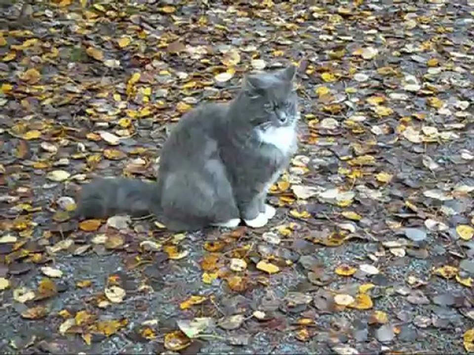 Revis på höstpromenad.  2 Oktober - 12.   Med musik.