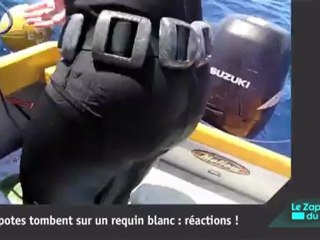 Ce morse est un énorme goujat !