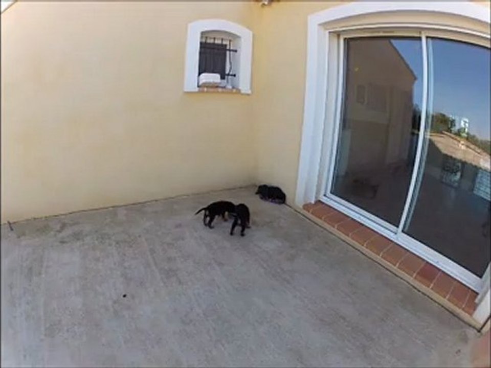 Chiots Enola 5 semaines