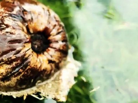 Fox #NoFilter The Movie Featuring Damien Hobgood, Bede Durbidge and Ian Walsh Surf Film Full