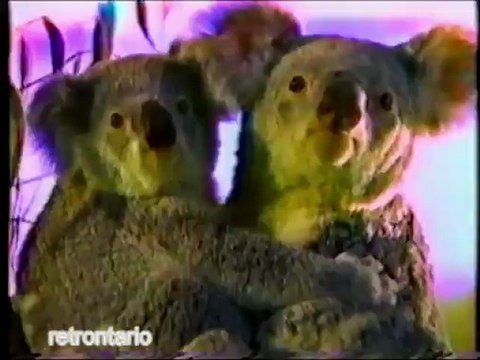 Metro Toronto Zoo Koalas 1988