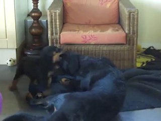 Hunik des Feux de l'Ange, jeux, 5 semaines