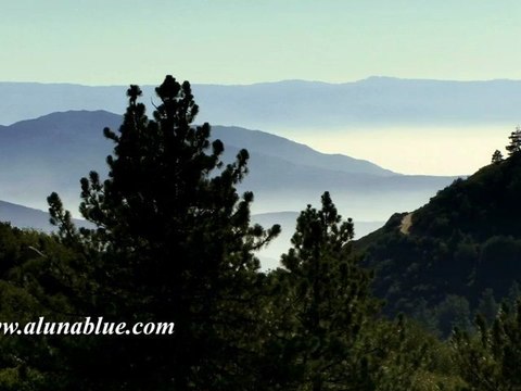 Nature Stock Footage - Stock Video - Forest 02 clip 03 - Video Backgrounds