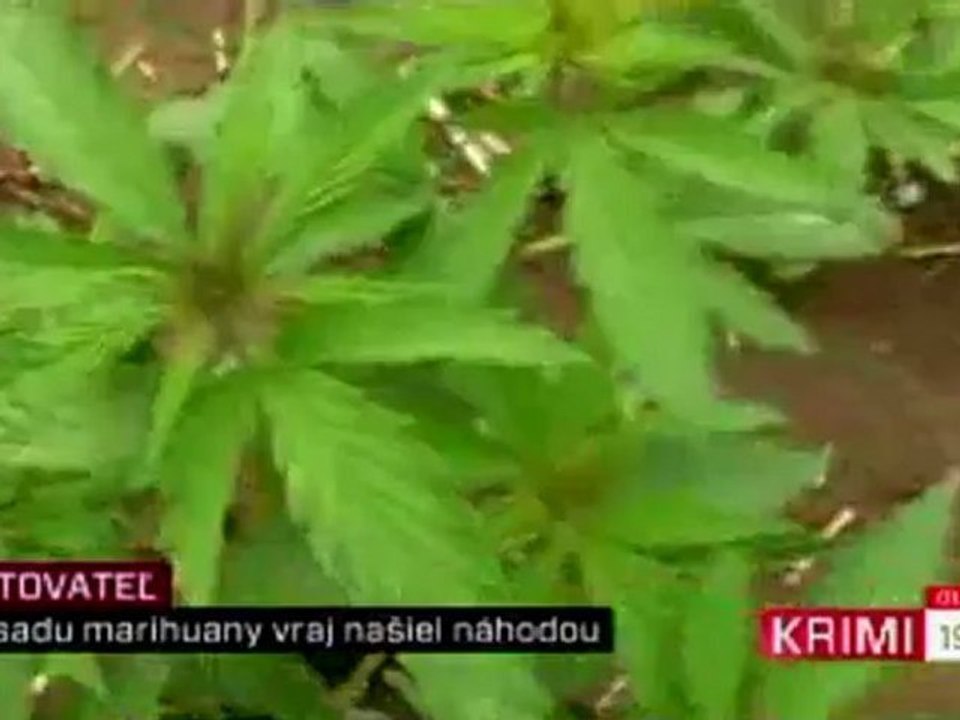 Pestovateľ marihuany