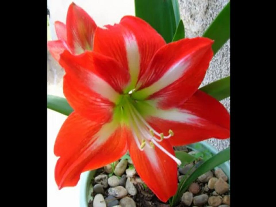 Pour Christine