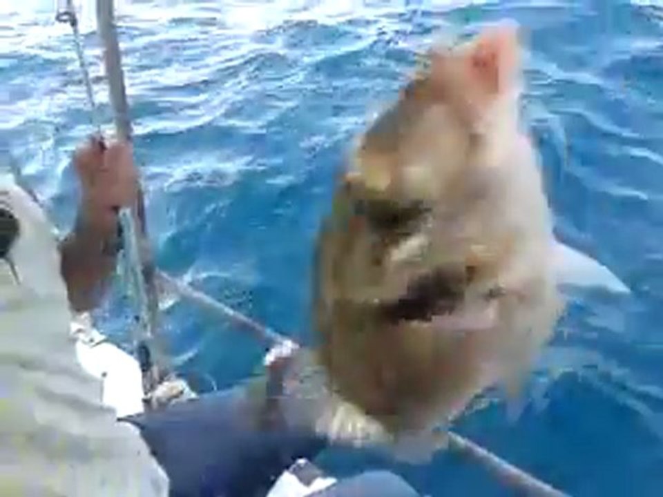 İSMAİL KAPTAN BALIK AVI 29.09.2012 TARİHLİ AV VİDEO