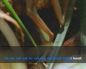 Enstrümantal - Küçük Kurbağa (Karaoke Versiyon)