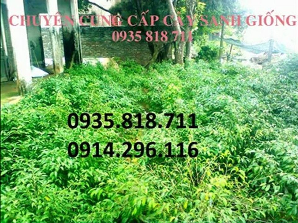 bán cây sanh giống
