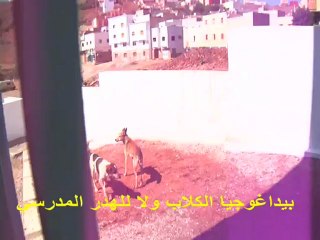 الدخول المدرسي على ايقاع الكلاب