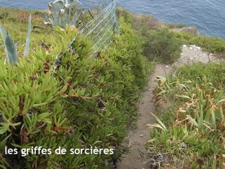 La ZNIEFF du Cap Gros à Port-Vendres