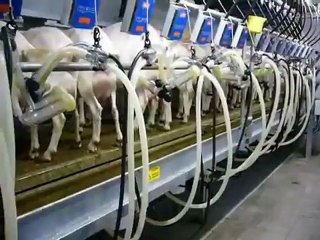 Otomatik Keçi Sağımı