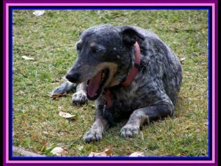 DAILY IN  CHRIST - 243