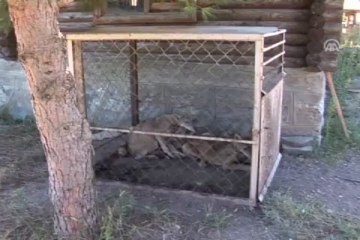 Kurtları bahçesinde besleyince