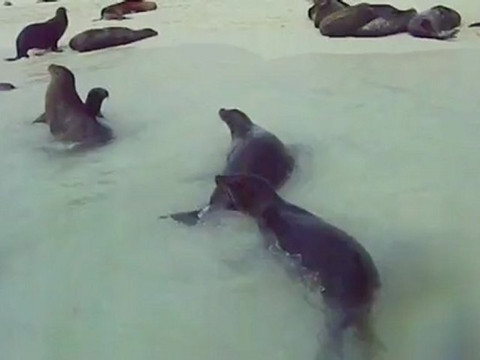 Otaries, Espanola, Galapagos