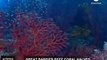 Australia, la barriera corallina in pericolo