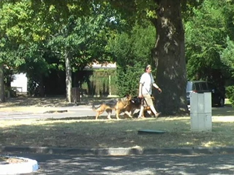 Exemples d'écoute en ville entre le maître et son chien