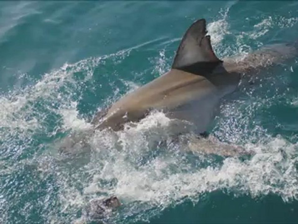Shark 2, ça continue