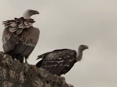 La Culturelle - Vol Libre - 10 Octobre 2102