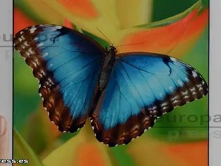 iPad Mini ya está en producción, según TWSJ