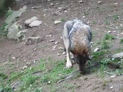 Parc animalier des Pyrénnées