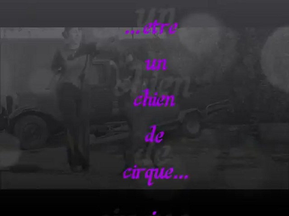 amstaff china chiens de cirque