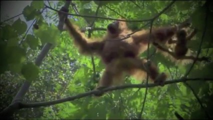 Wonderful Chill Out Music - Open Your Mind