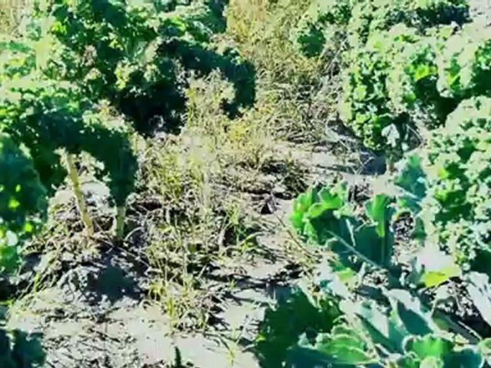 Kali Blaxx - Farmer Man