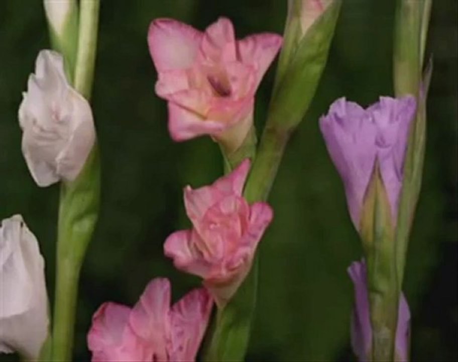 سلسلة الفقه المصور طبقاً لرأي السيد السيستاني دام ظله في المسائل الفقهية: آداب القراءة