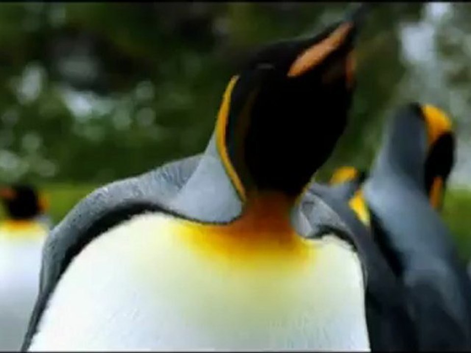 The Penguin King - Trailer