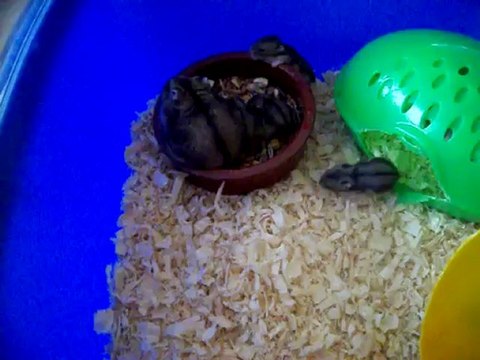 Le repas des bébés Hamsters avec leur maman