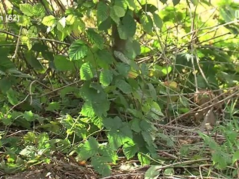 Opal'TV - Le JT - Edition du mercredi 3 octobre 2012