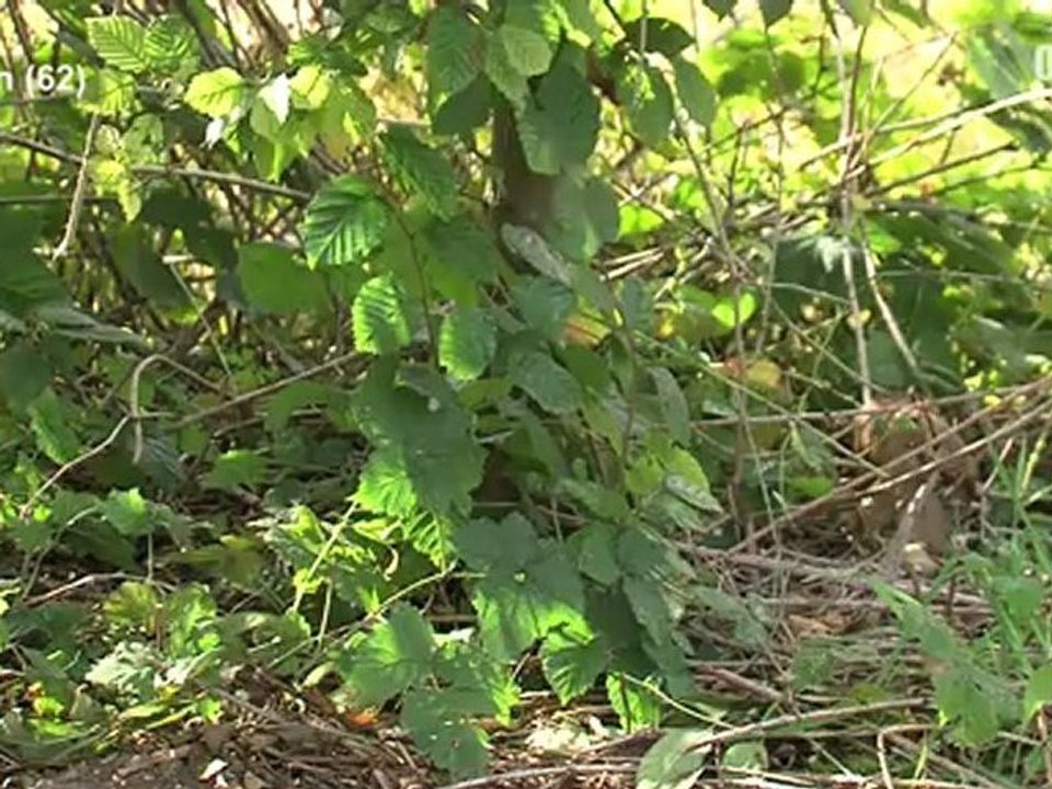 Opal'TV - Le JT - Edition du mercredi 3 octobre 2012