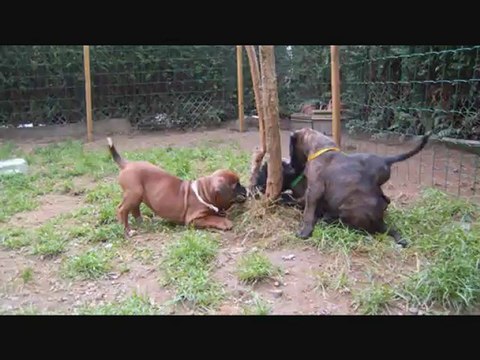 Les Bibous à 45 jours, 2012-10-03 (CHEYENNE de SAINT QUINIS X UCELLO du DOLON / Portée des H 2012)