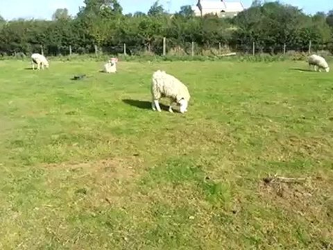 mouton né avec la tête à l'envers