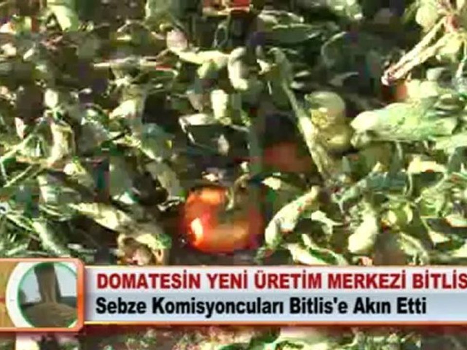 Domatesin yeni üretim merkezi Bitlis