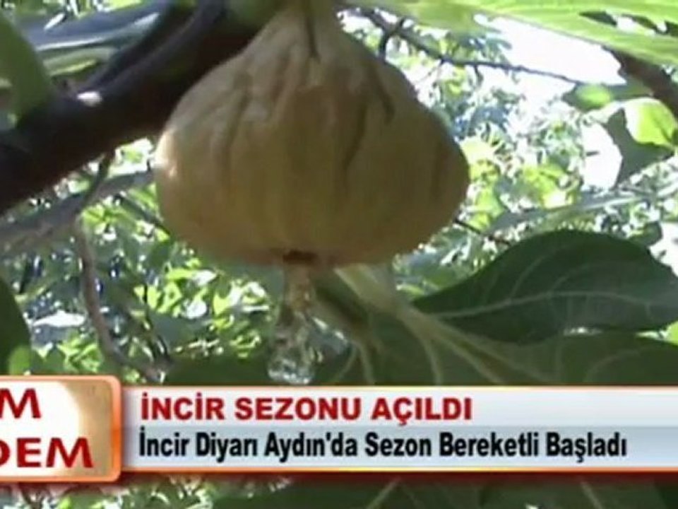 İNCİR SEZONU AÇILDI