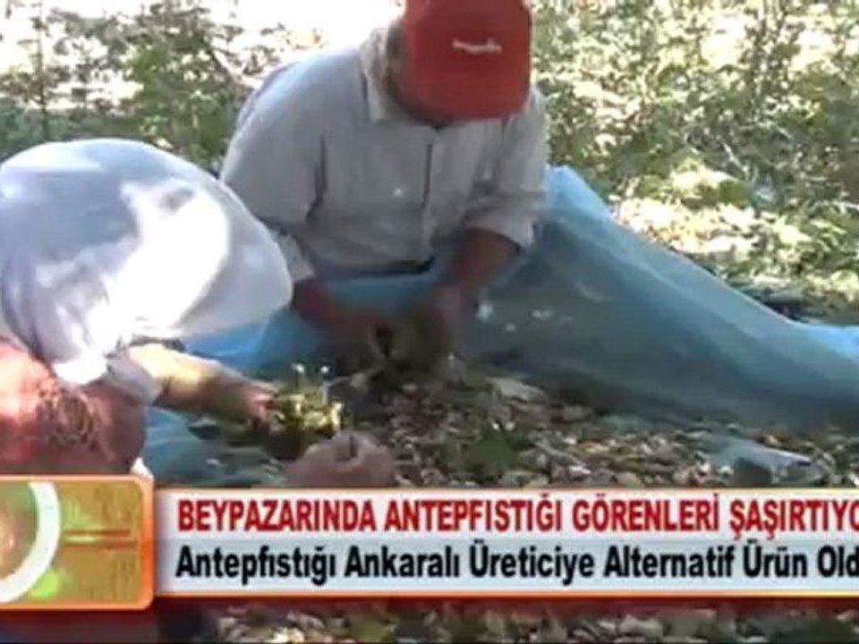 BEYPAZARINDA ANTEPFISTIĞI GÖRENLERİ ŞAŞIRTIYOR